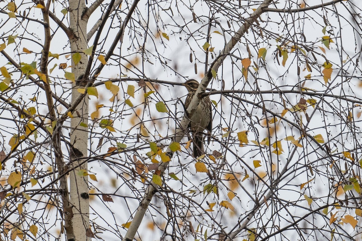 Redwing - ML643975678