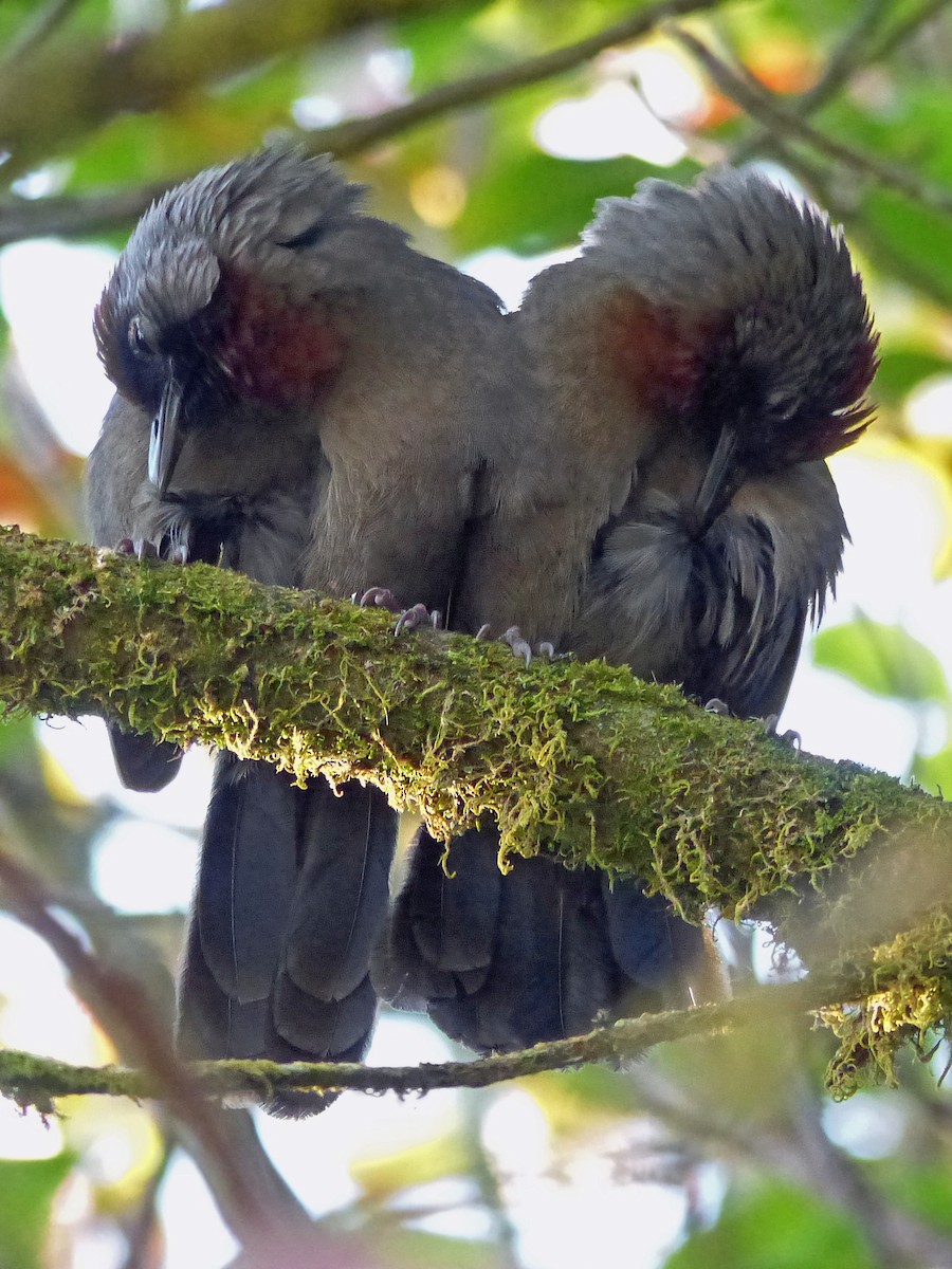 Silver-eared Laughingthrush - ML643975679