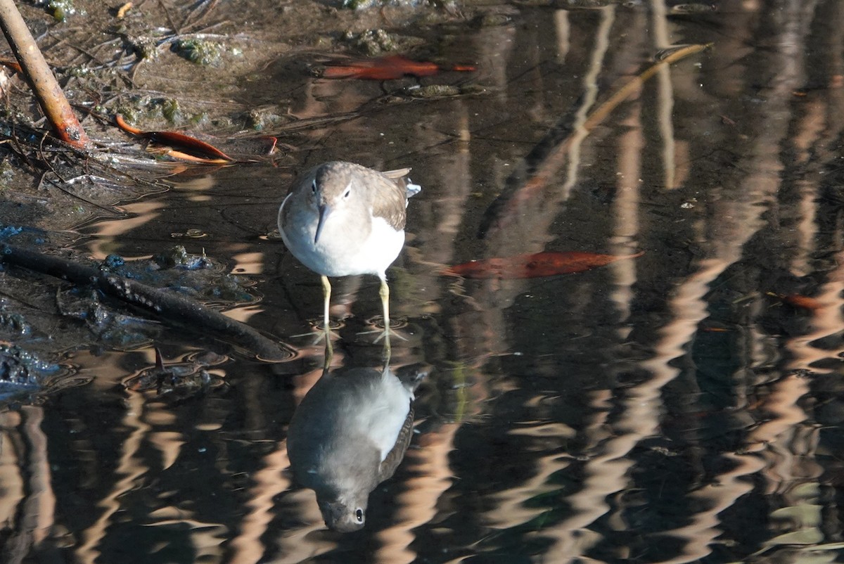 Spotted Sandpiper - ML643975680