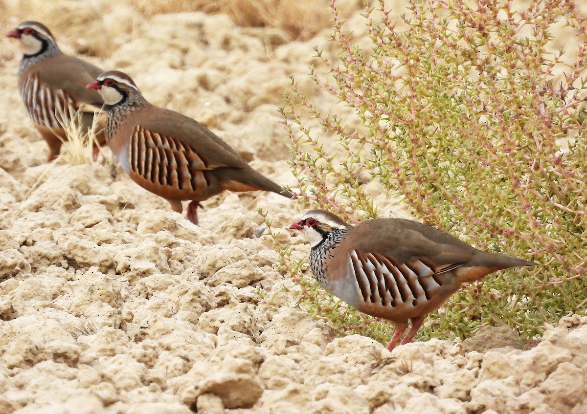 Red-legged Partridge - ML643975681