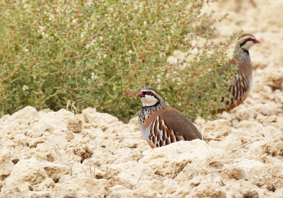 Red-legged Partridge - ML643975682