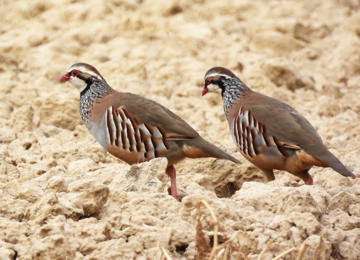 Red-legged Partridge - ML643975683