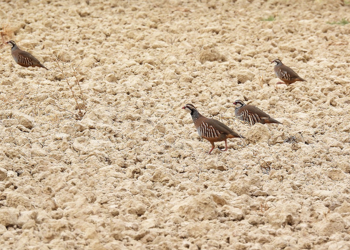 Red-legged Partridge - ML643975684