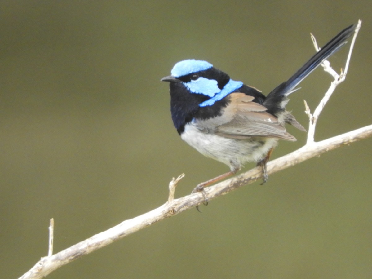 Superb Fairywren - ML643975685