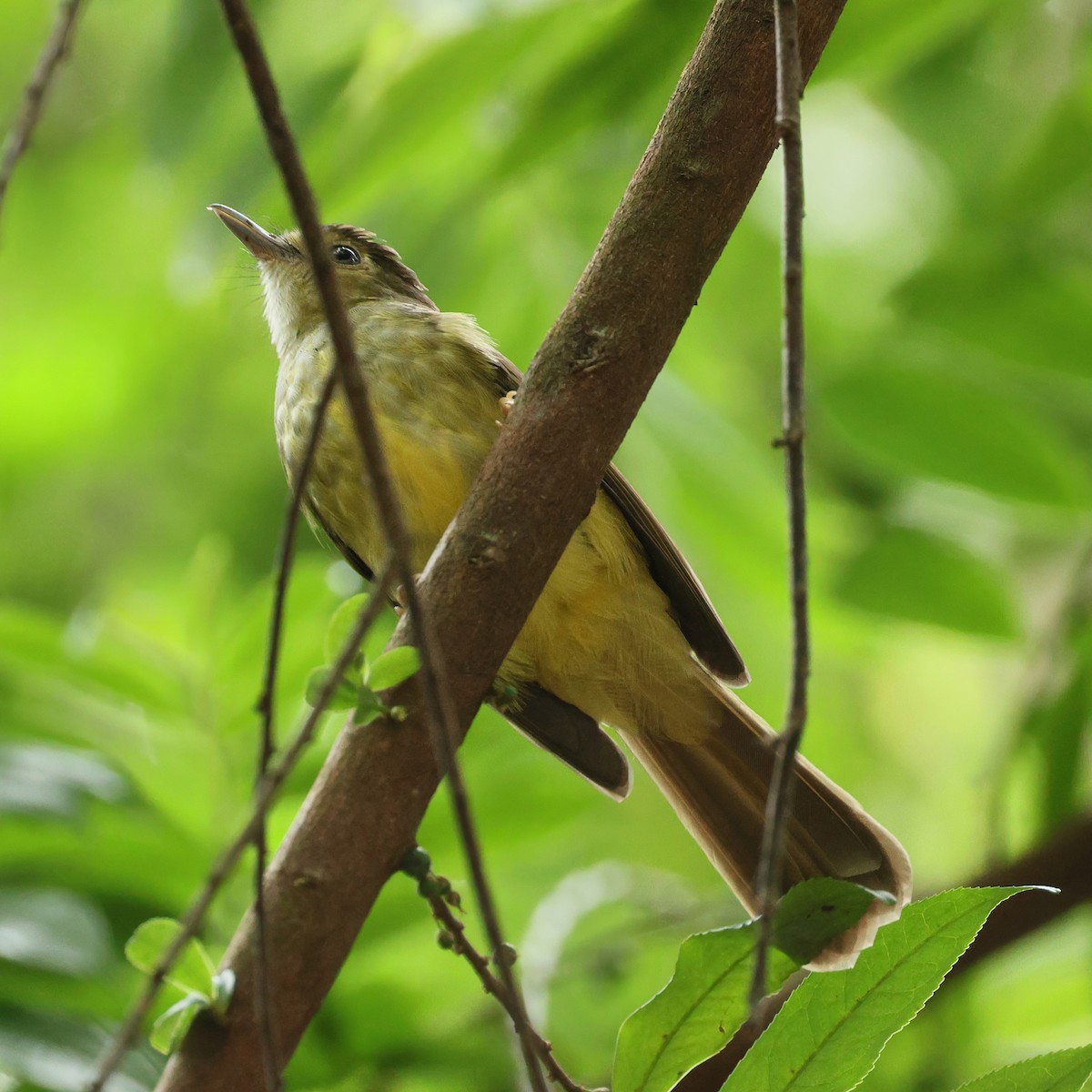 Hairy-backed Bulbul - ML643975692