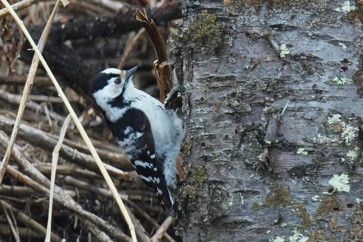 Lesser Spotted Woodpecker - ML643975693