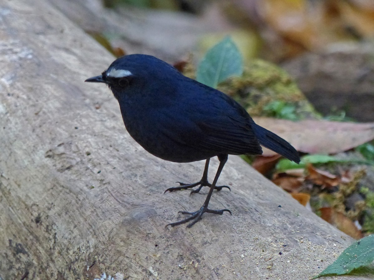 Himalayan Shortwing - ML643975695