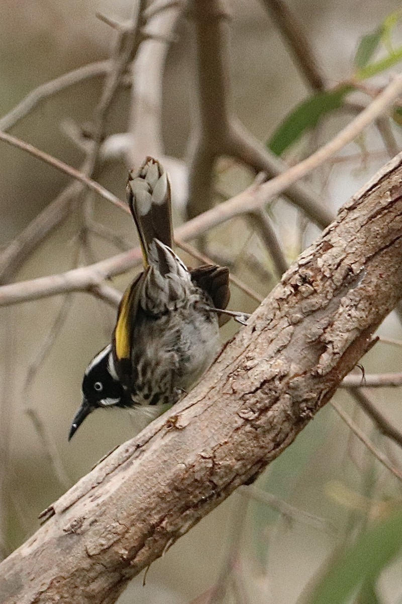 New Holland Honeyeater - ML643975698