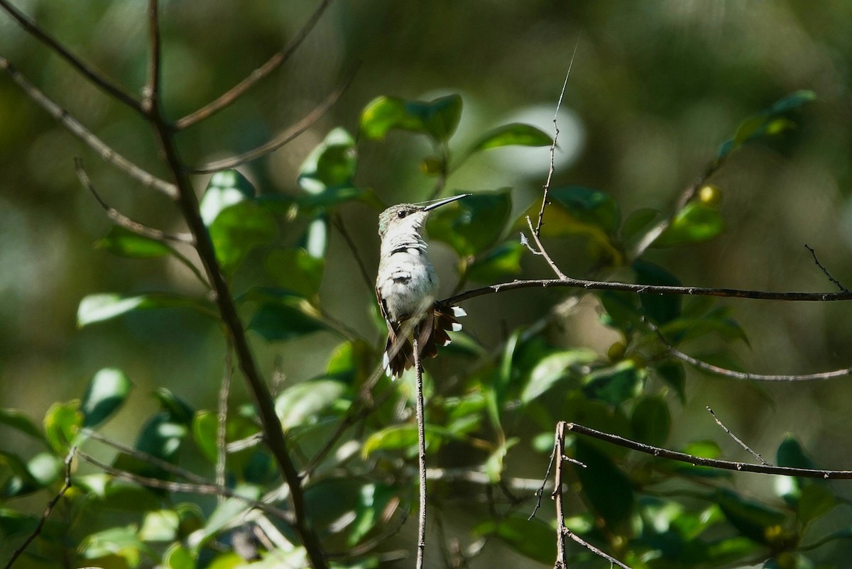 Ruby-throated Hummingbird - ML643975699