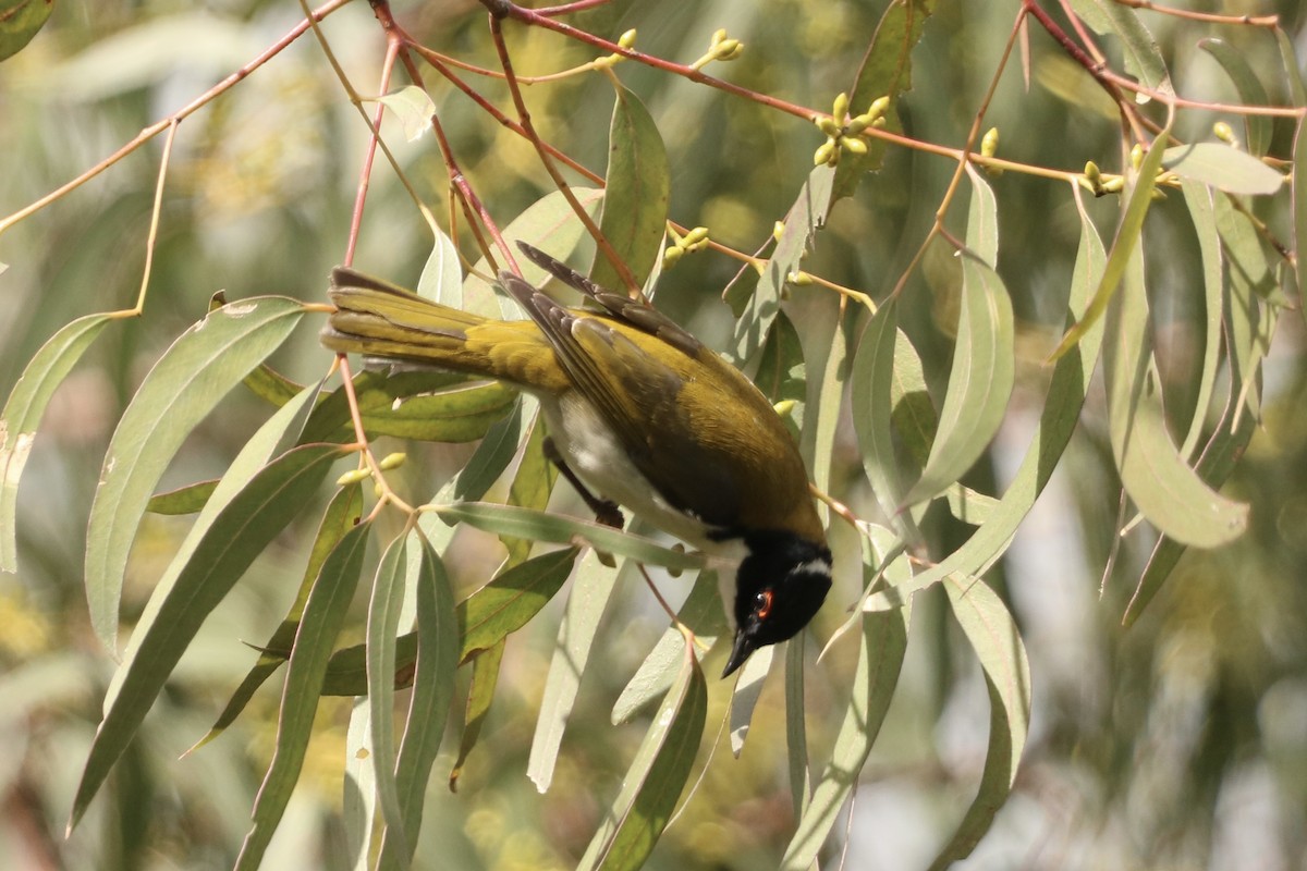 White-naped Honeyeater - ML643975700