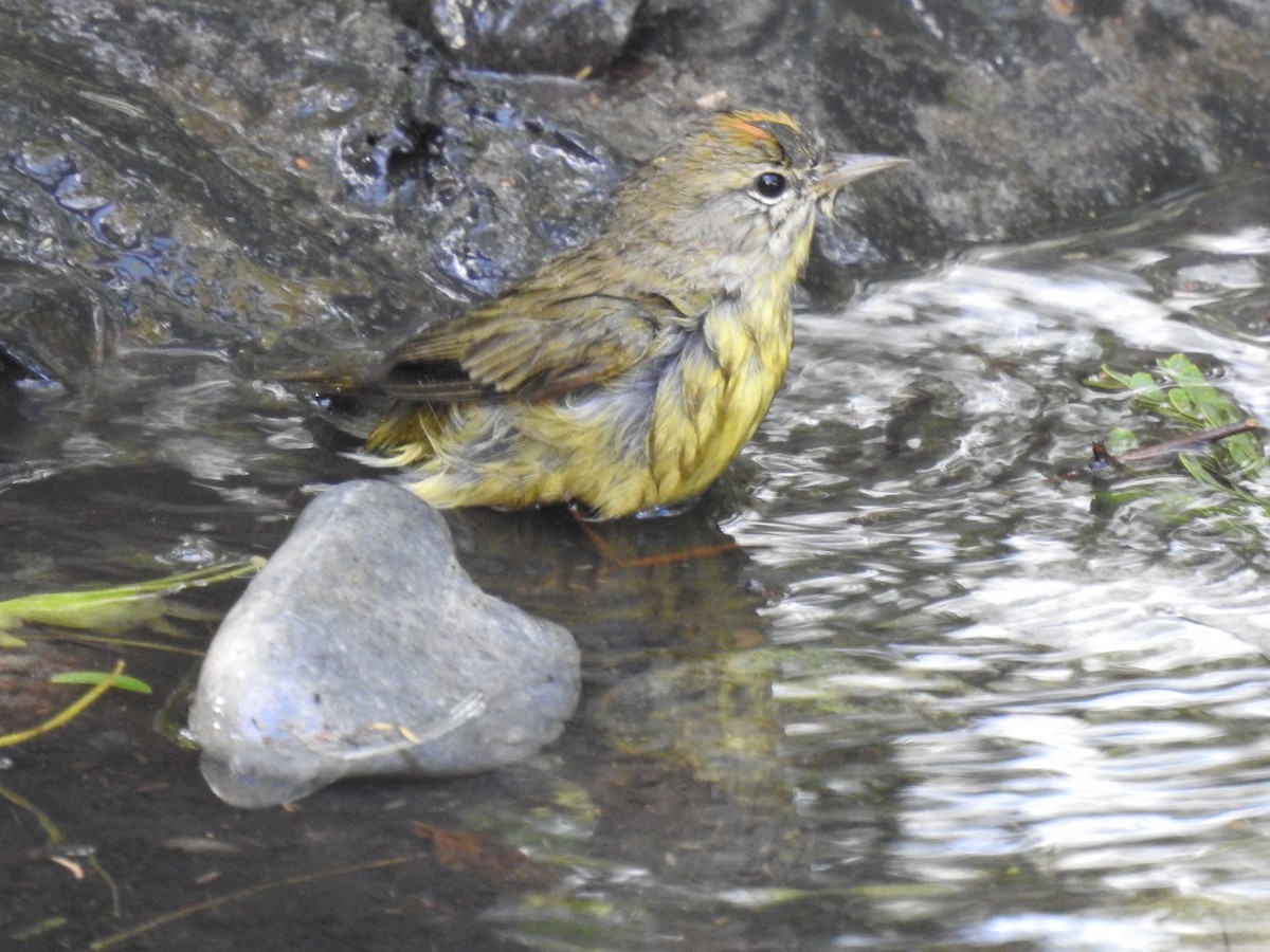 Orange-crowned Warbler - ML643975723
