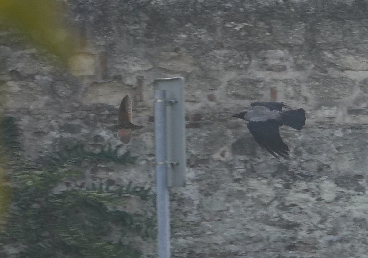 åkerrikse - ML643975736