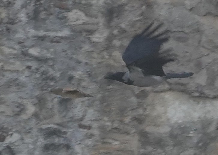 åkerrikse - ML643975737