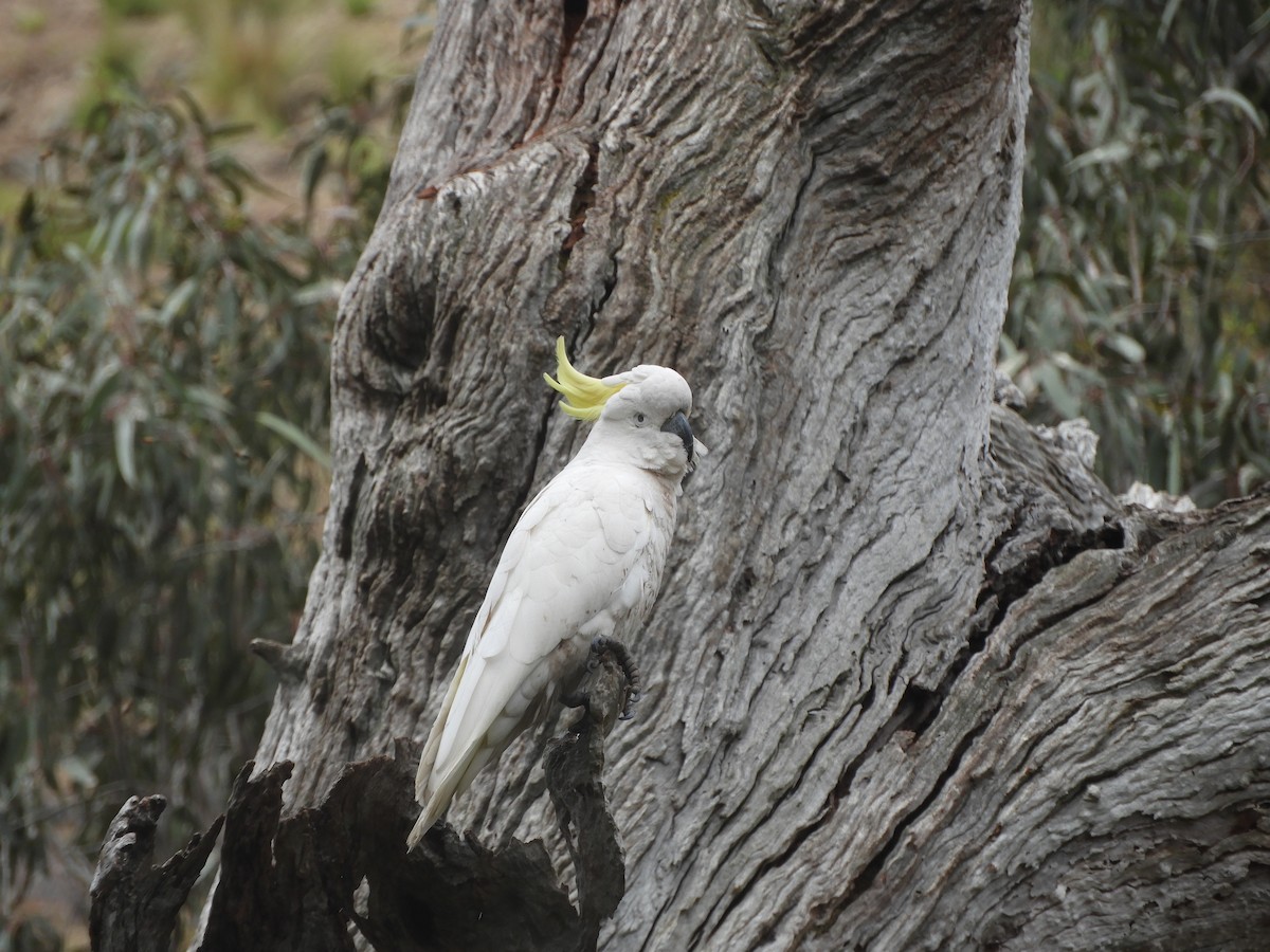 Gelbhaubenkakadu - ML643975748