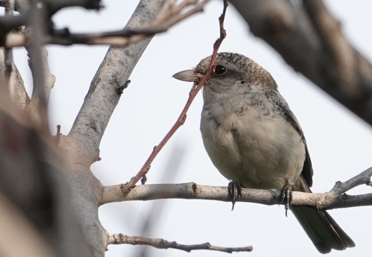 Masked Shrike - ML643975753