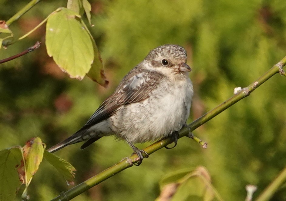 Masked Shrike - ML643975754