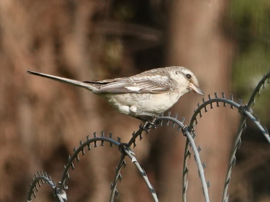 Masked Shrike - ML643975755