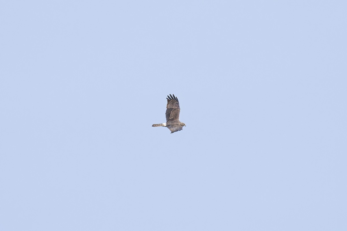 Busard de Gould - ML643975762