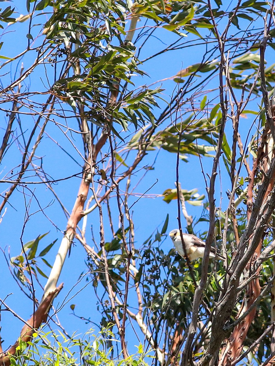 Pearl Kite - ML643975764