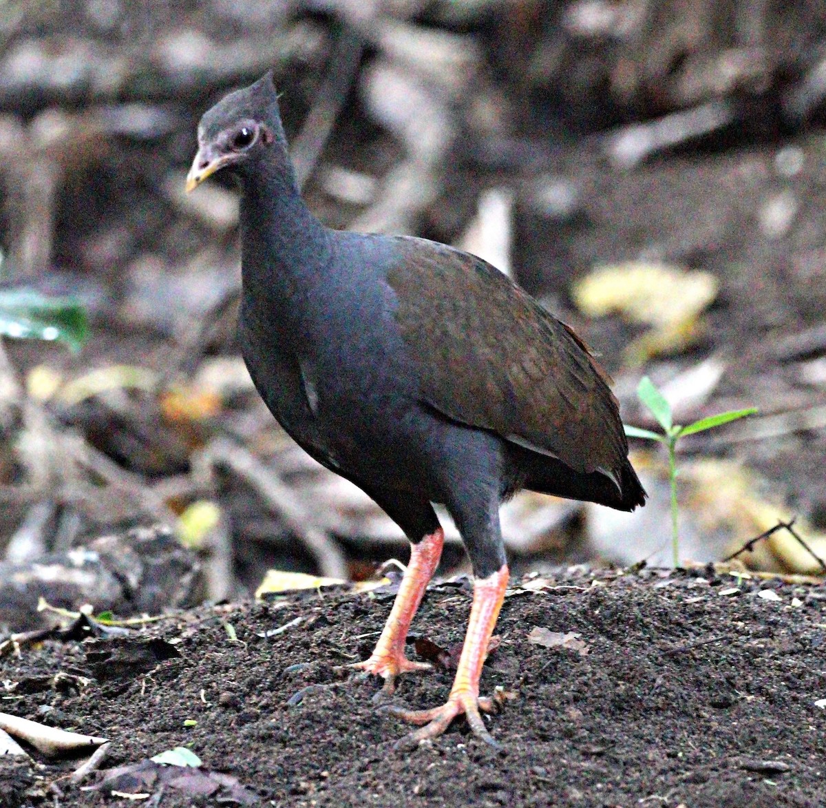 Orange-footed Megapode - ML643975767