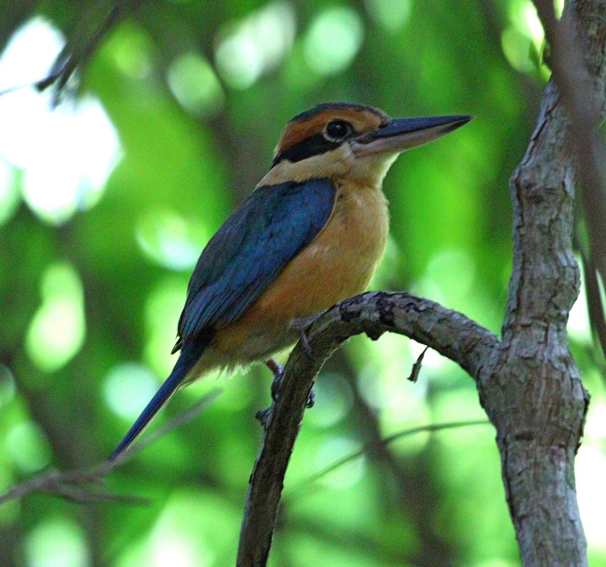 Cinnamon-banded Kingfisher - ML643975771