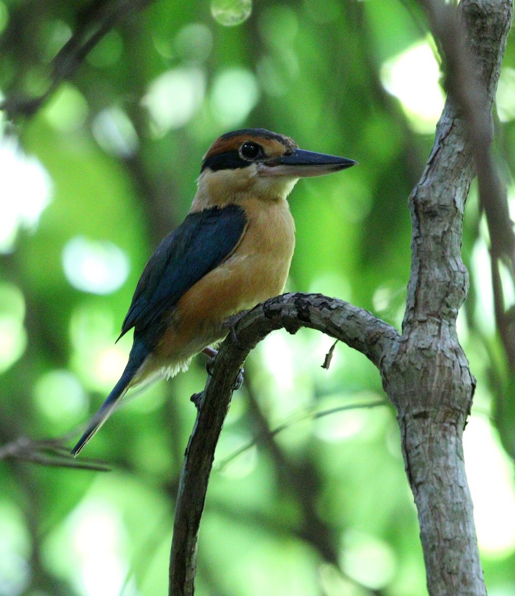 Cinnamon-banded Kingfisher - ML643975772