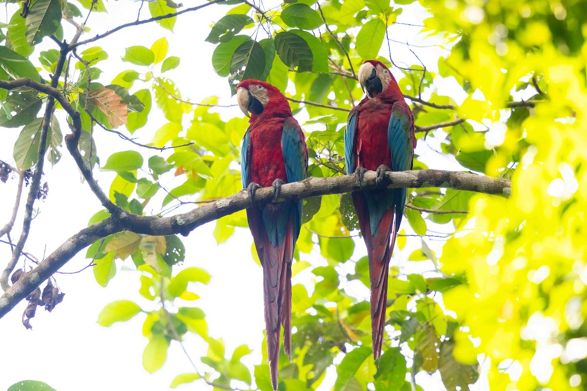 Red-and-green Macaw - ML643975778