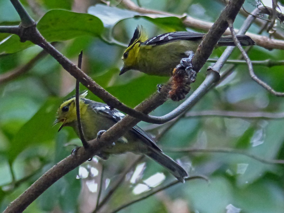 Mésange à dos tacheté - ML643975780