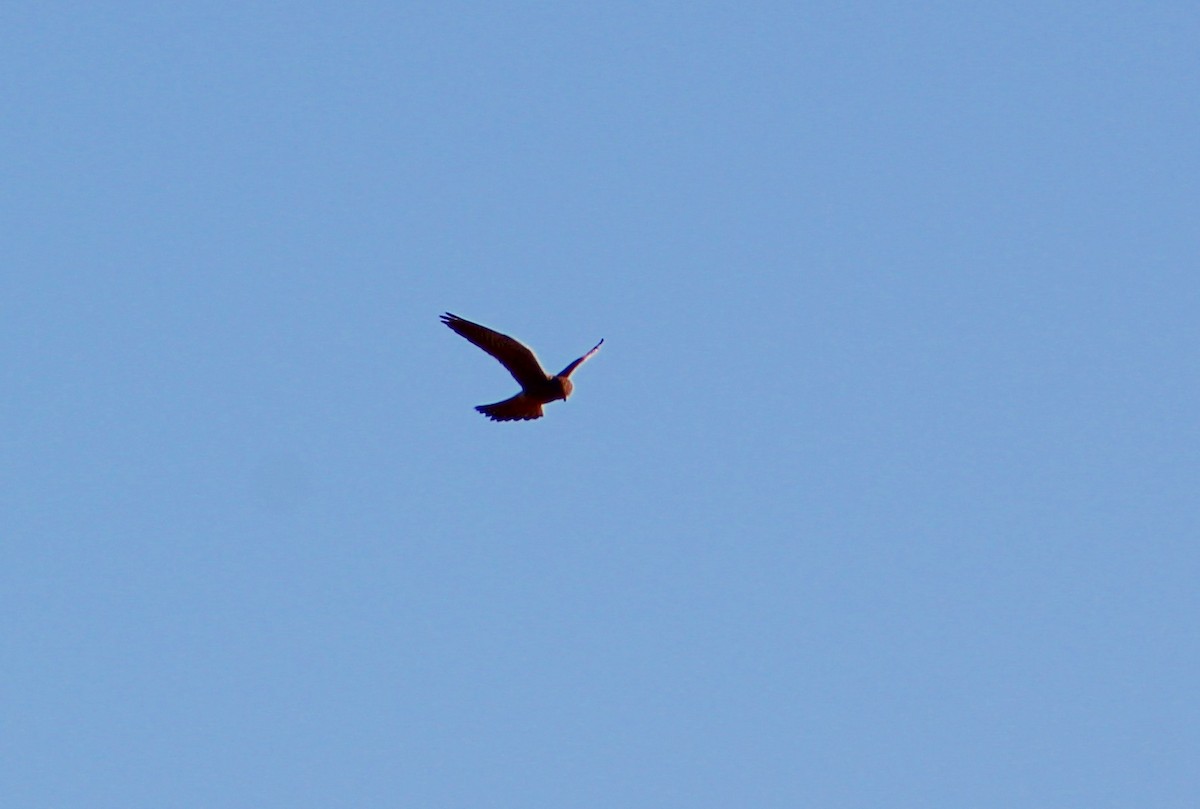 Eurasian Kestrel - ML643975791