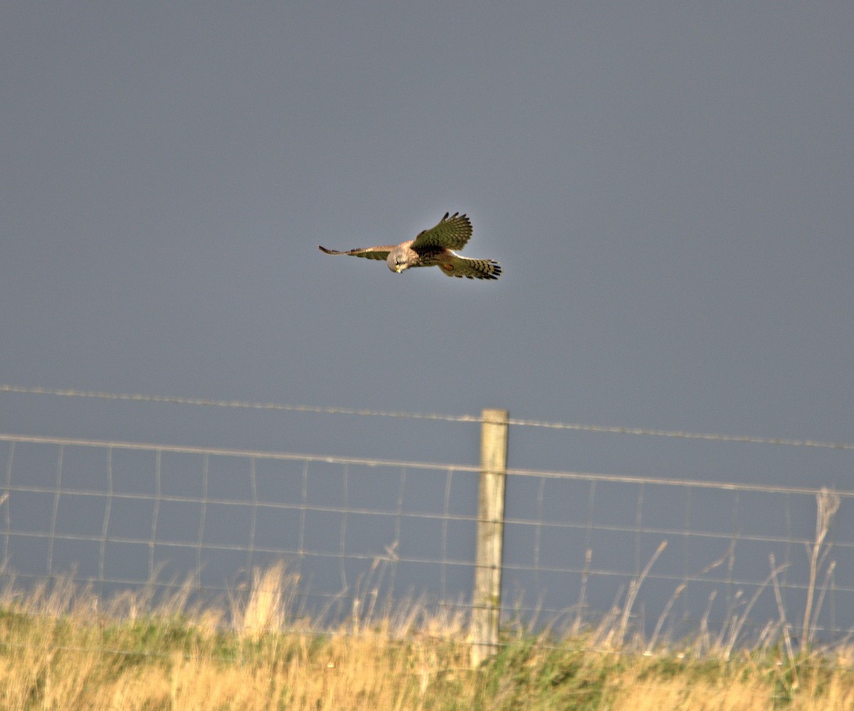 Eurasian Kestrel - ML643975792