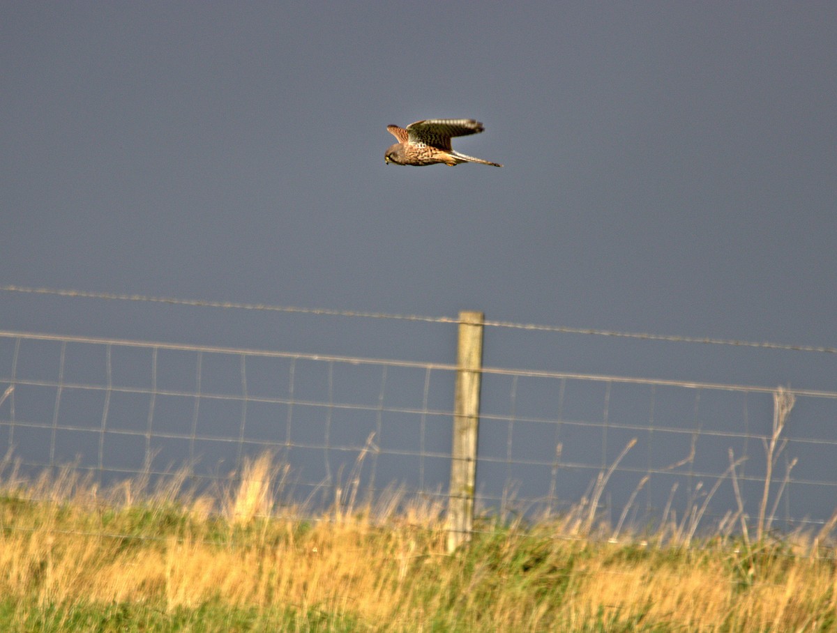 Eurasian Kestrel - ML643975793