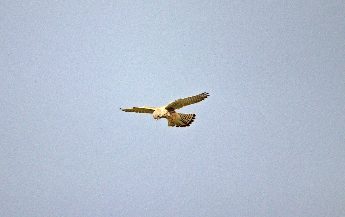 Eurasian Kestrel - ML643975794