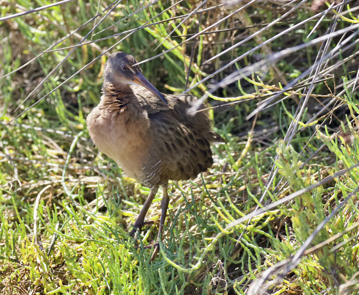 Ridgway's Rail - ML643975795