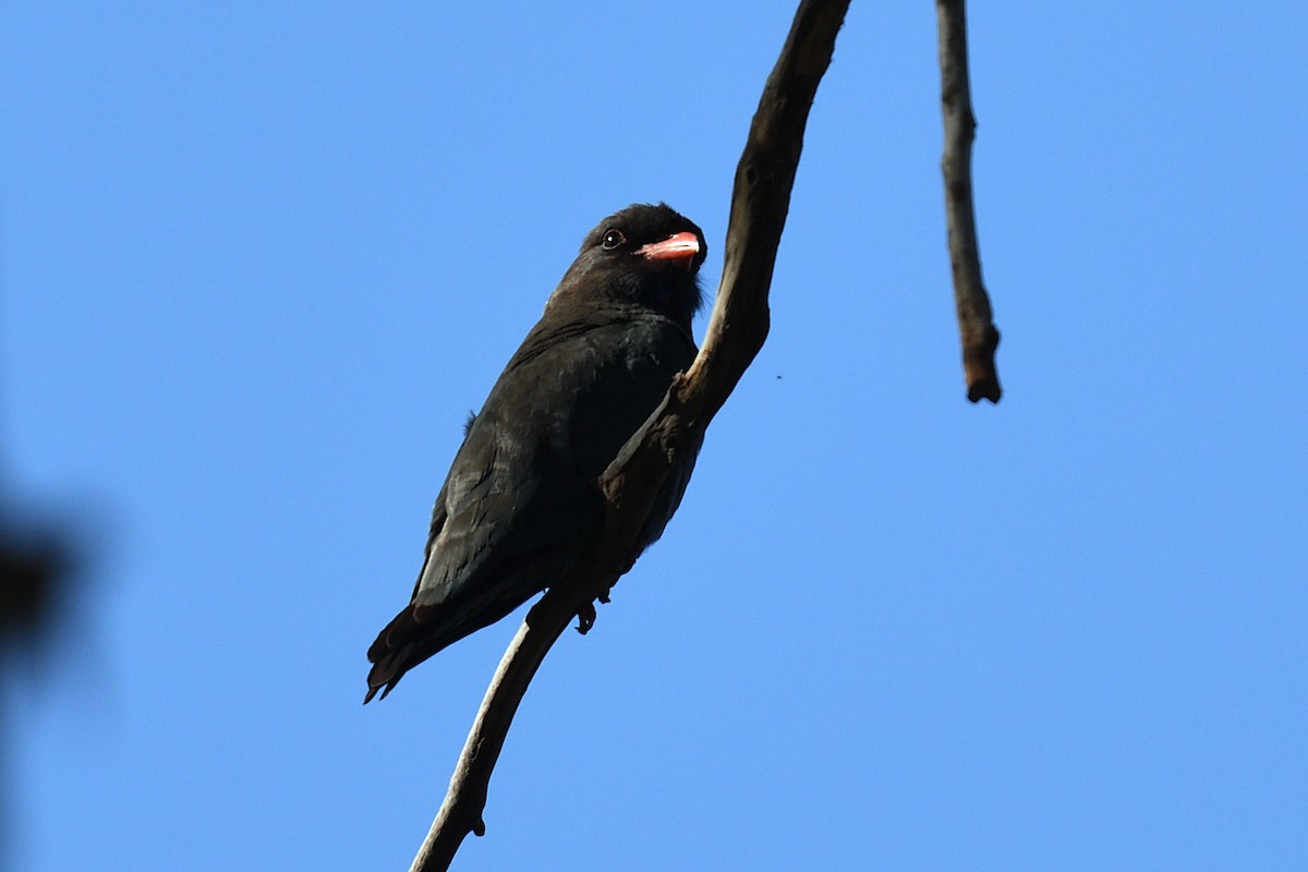 orientråke - ML643975813