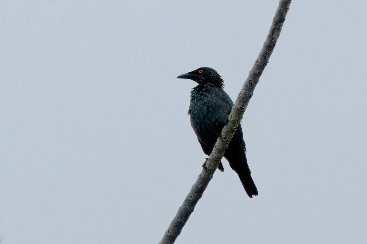 Singing Starling - ML643975815