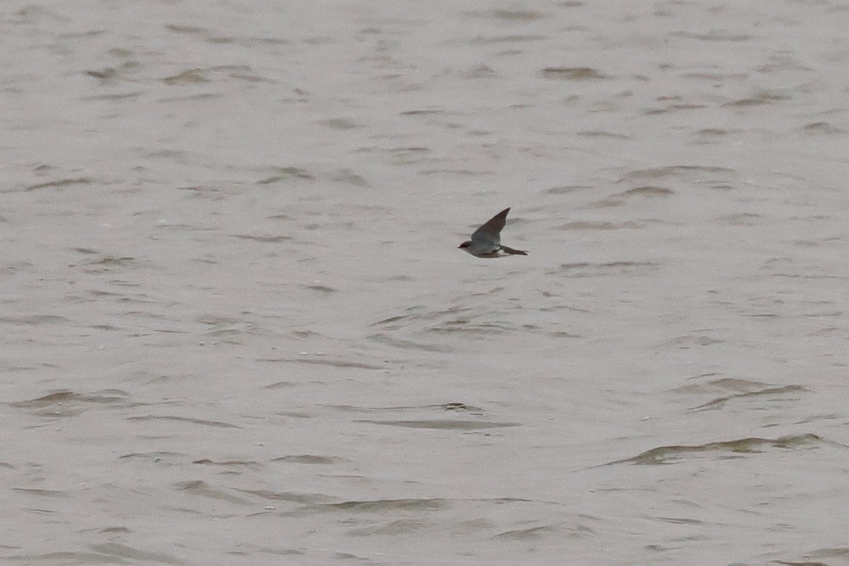 Tree Swallow - ML643975821
