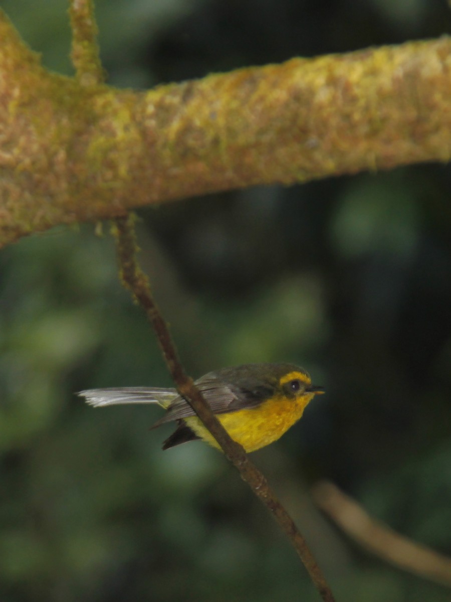 Yellow-bellied Fairy-Fantail - ML643975863
