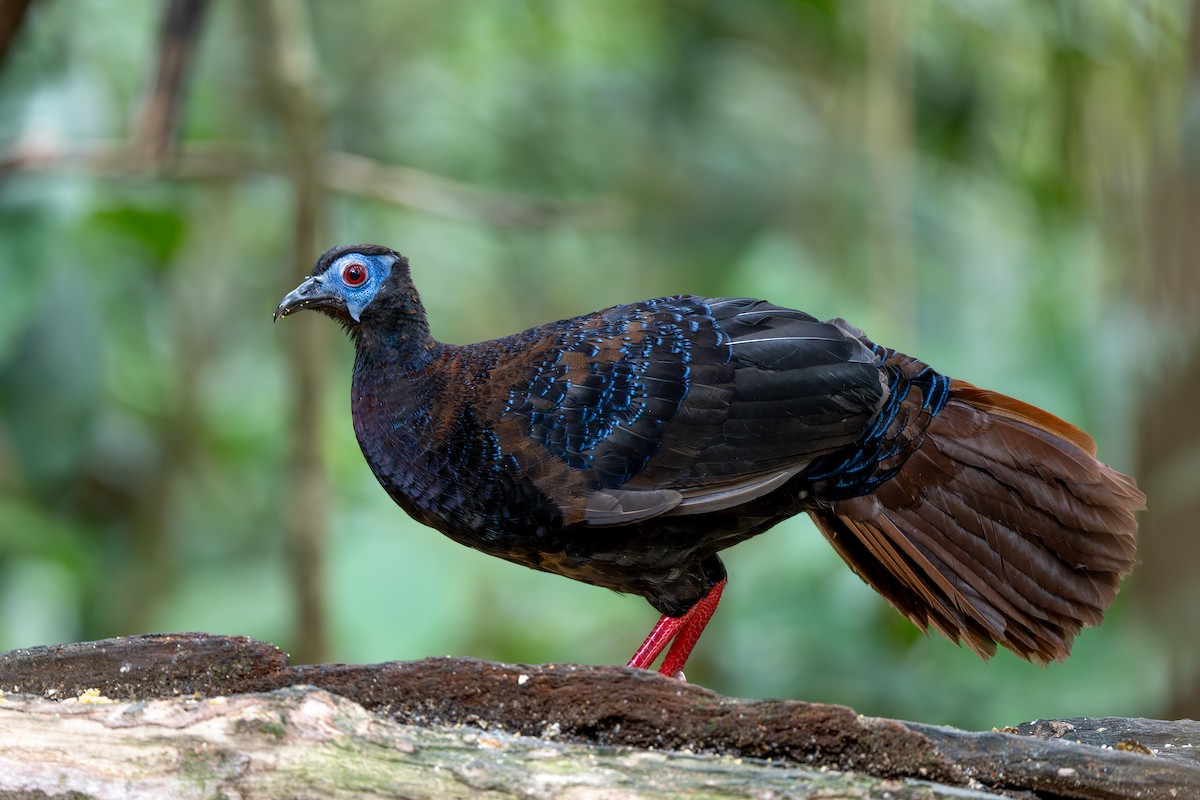 Bulwer's Pheasant - ML643975865