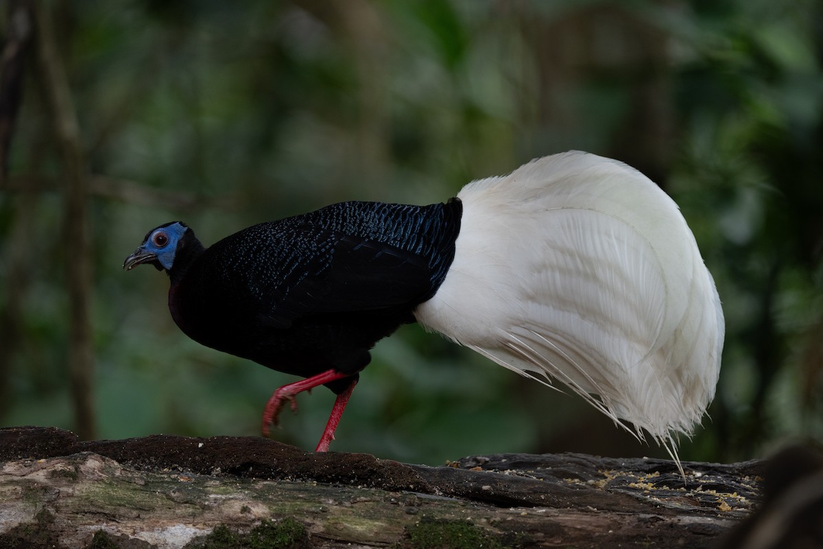 Bulwer's Pheasant - ML643975866