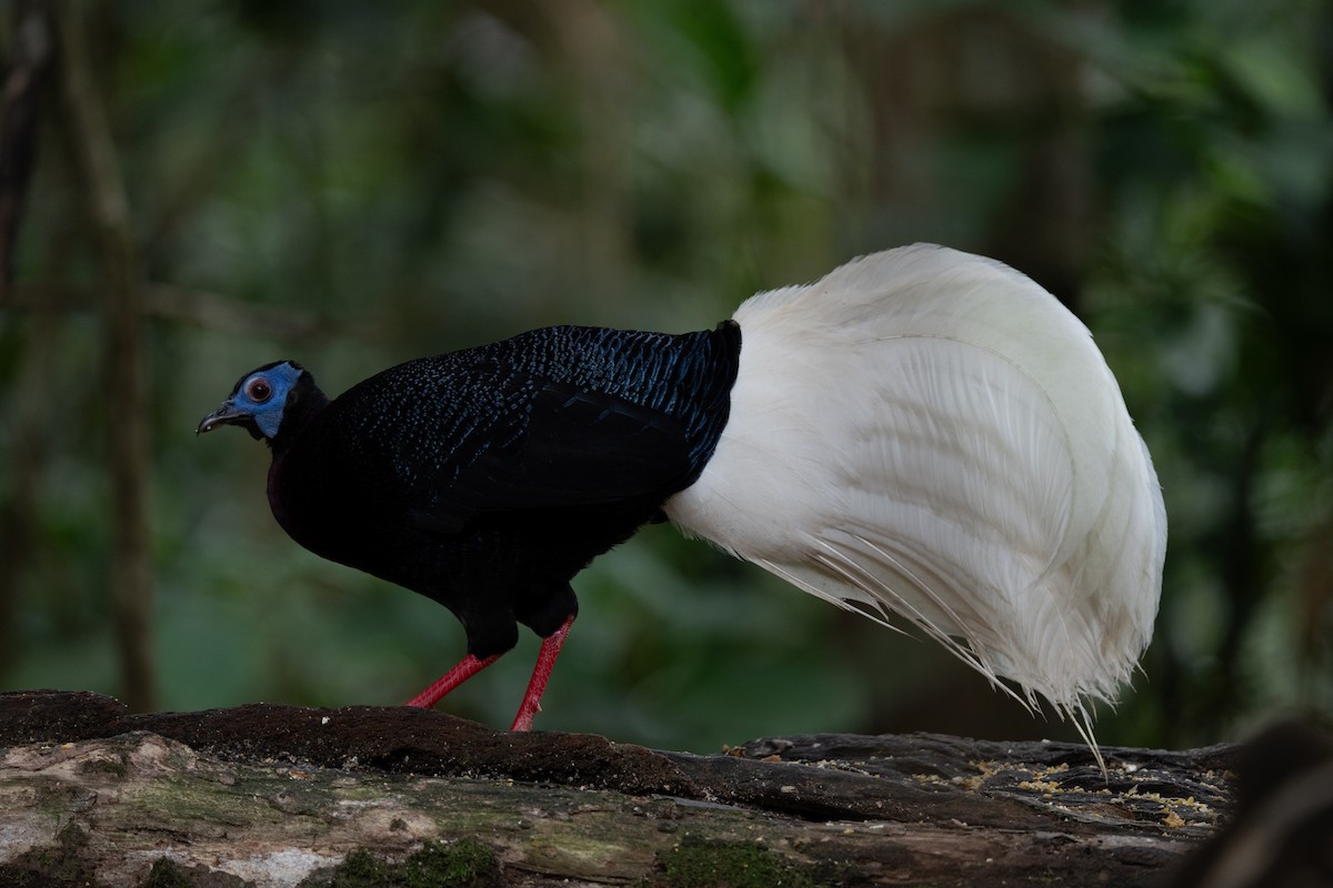 Bulwer's Pheasant - ML643975867