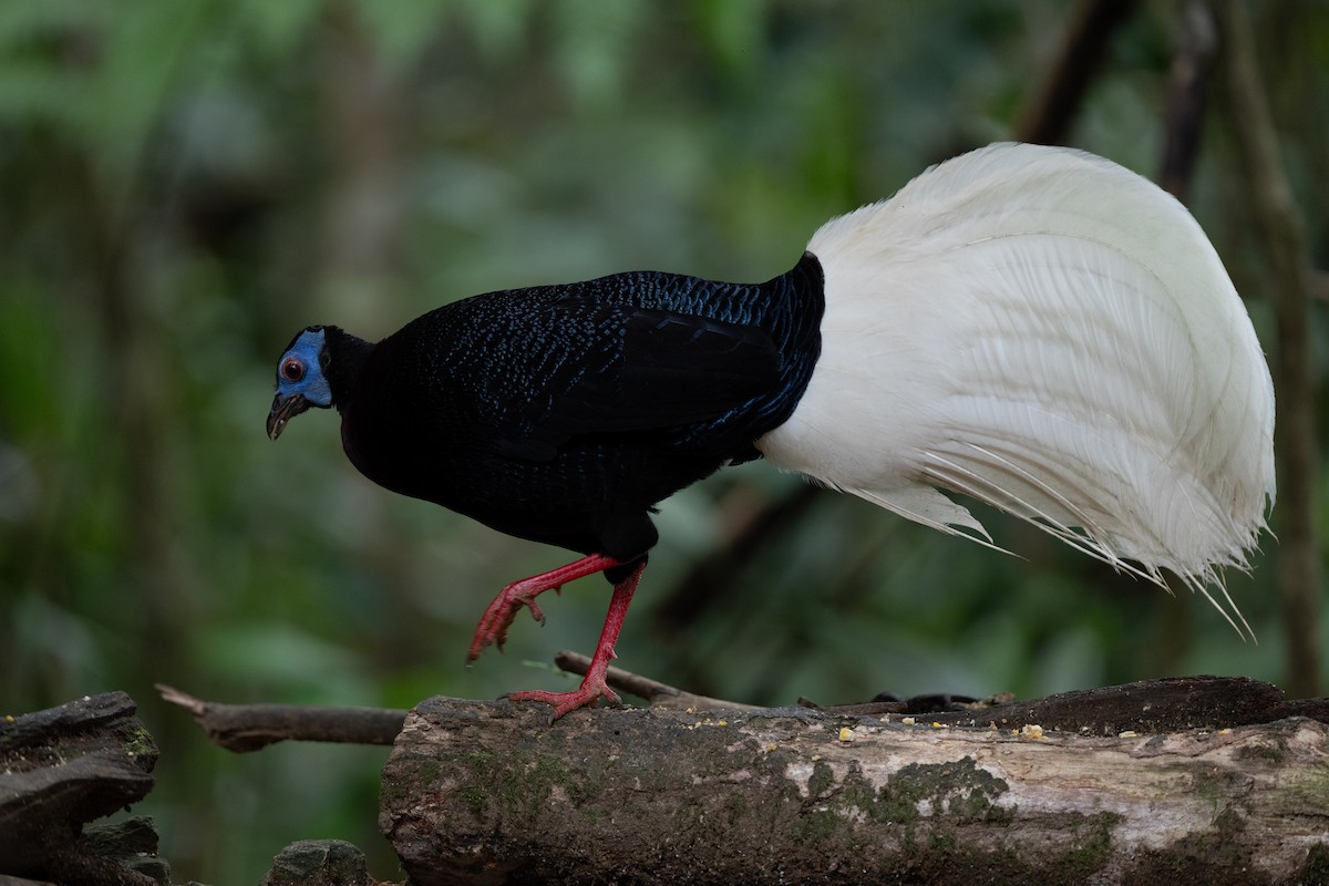 Bulwer's Pheasant - ML643975868