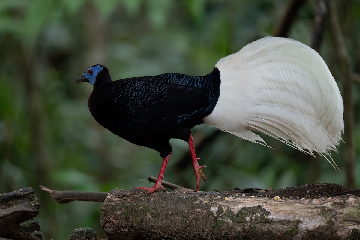 Bulwer's Pheasant - ML643975869