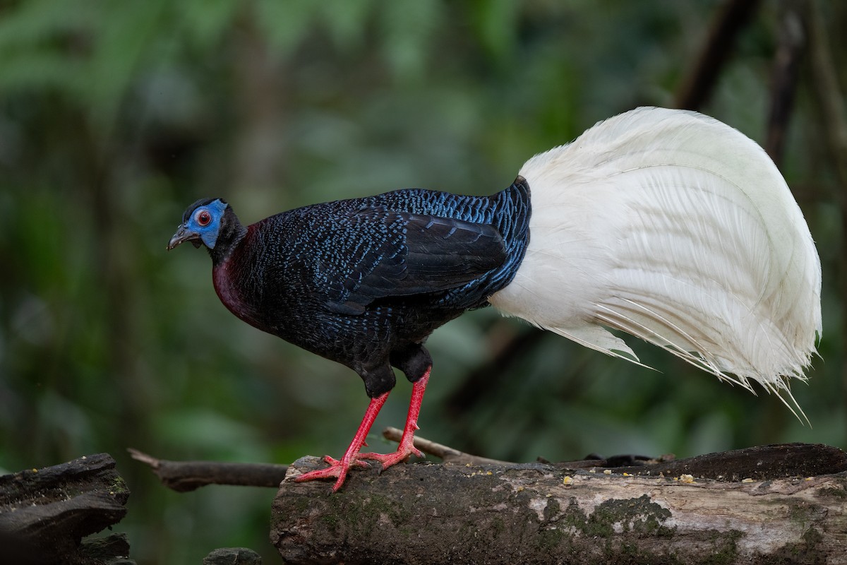 Bulwer's Pheasant - ML643975870