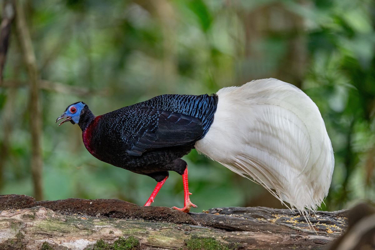 Bulwer's Pheasant - ML643975871