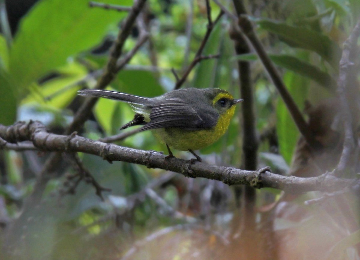 Yellow-bellied Fairy-Fantail - ML643975872