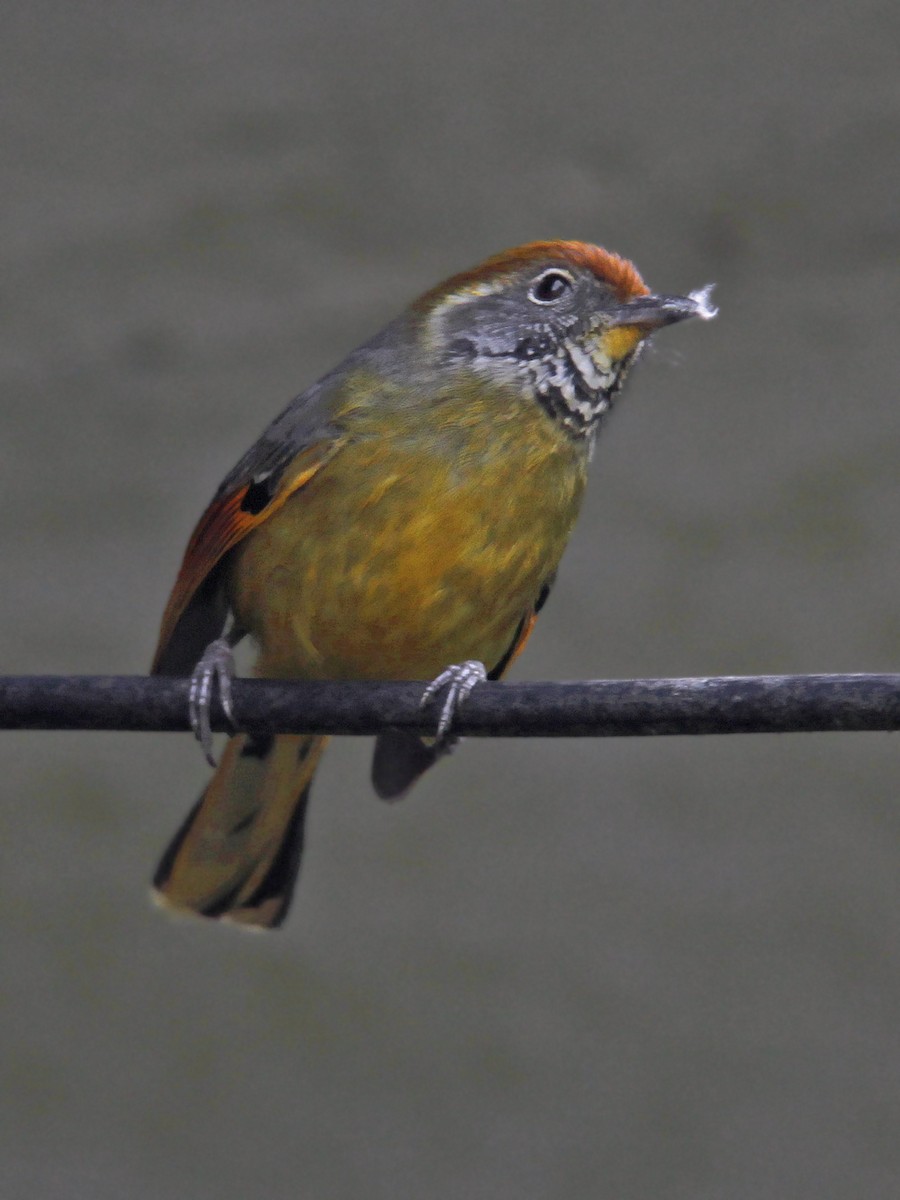 Chestnut-tailed Minla - ML643975879