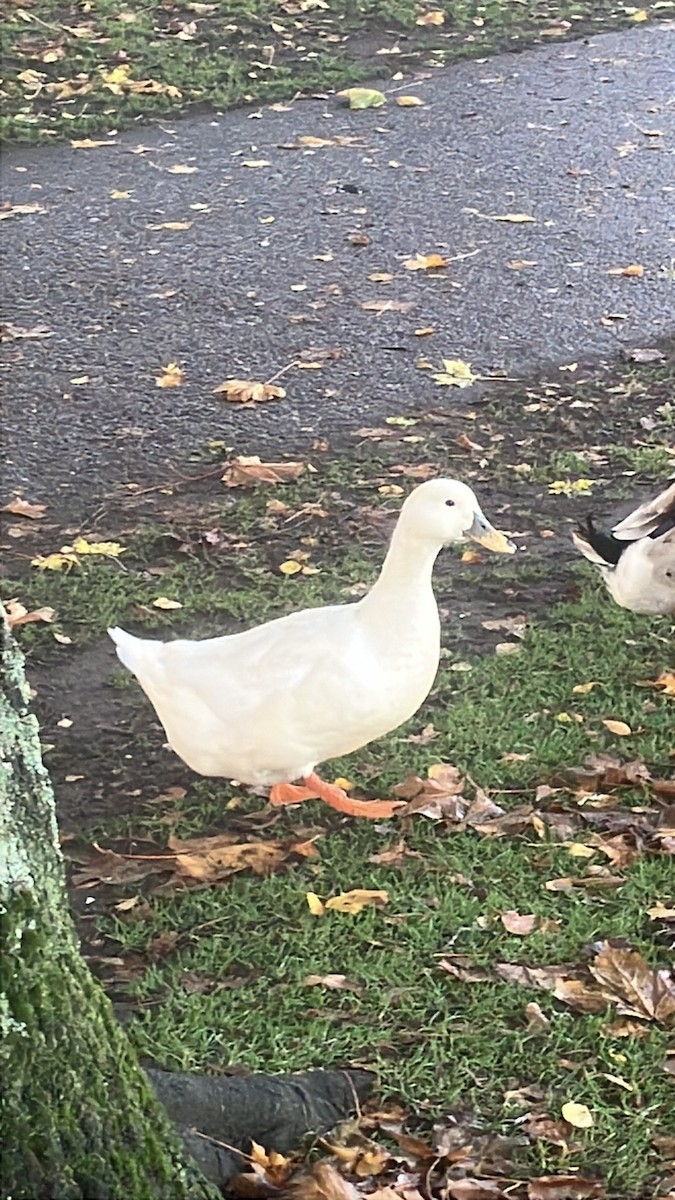 duck sp. - ML643975884