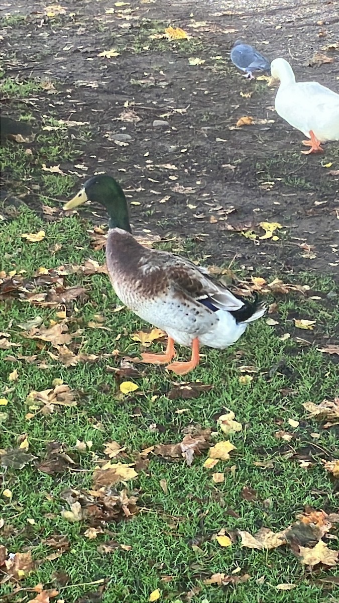 duck sp. - ML643975885