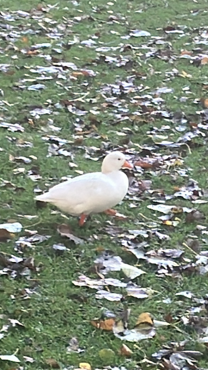 duck sp. - ML643975886