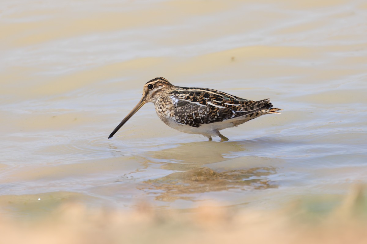 Common Snipe - ML643975902